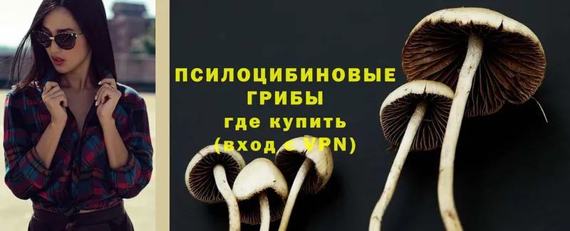 даркнет сайт  Кувшиново  Псилоцибиновые грибы MAGIC MUSHROOMS 